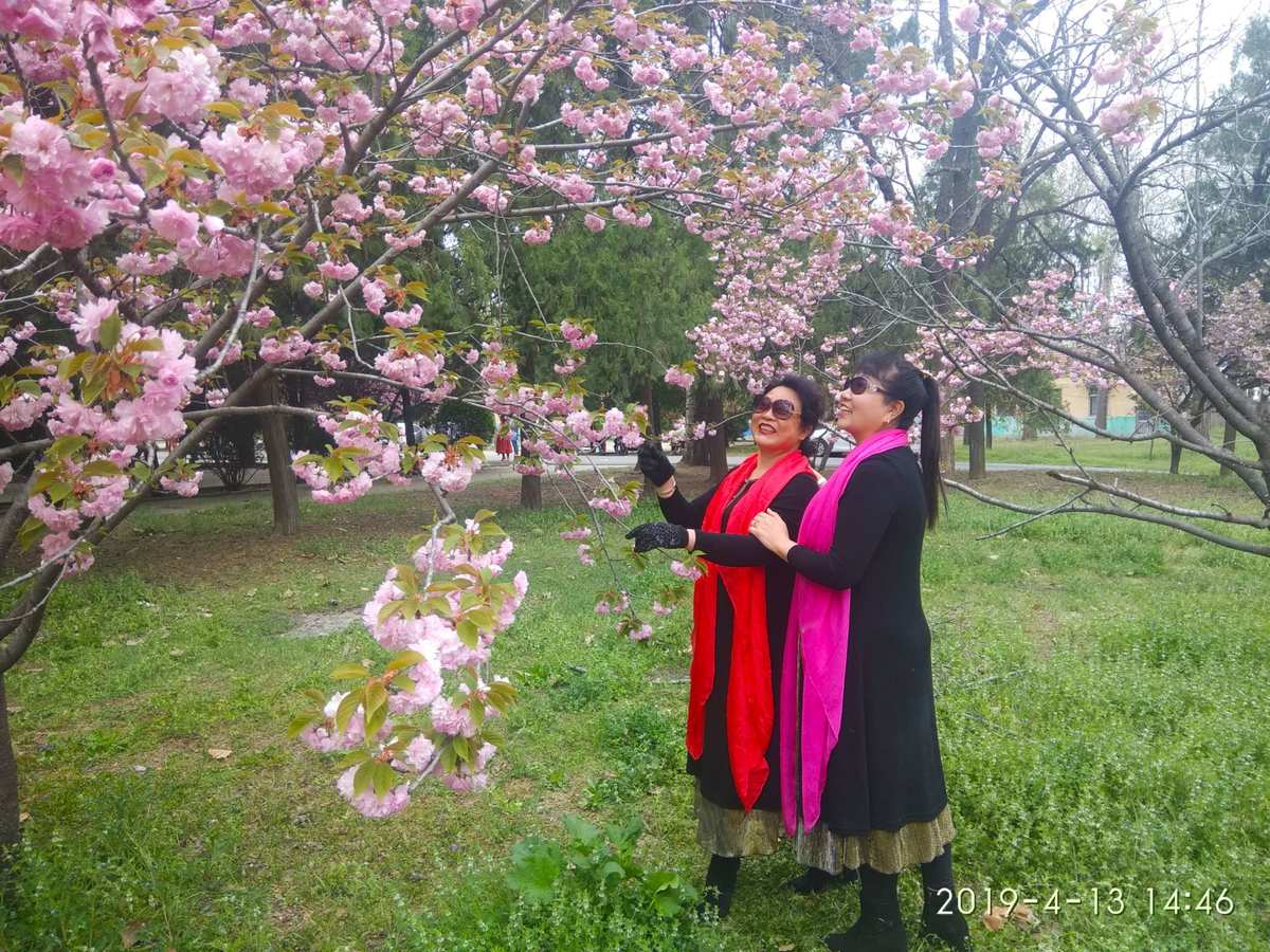 樱花姐妹_樱花姐妹全部歌曲_樱花姐妹原唱追梦
