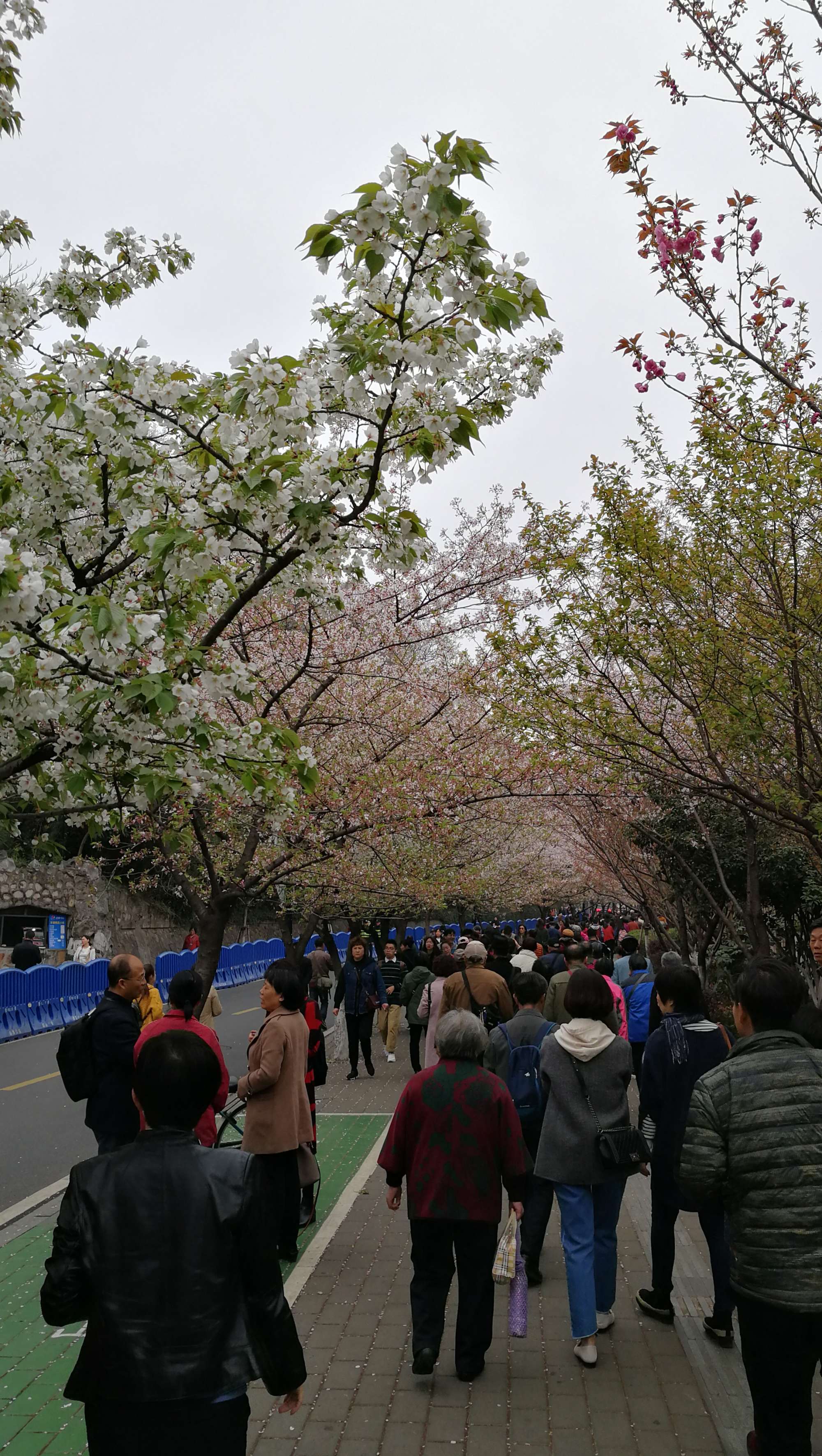 樱花姐妹_樱花姐妹原唱追梦_樱花姐妹全部歌曲