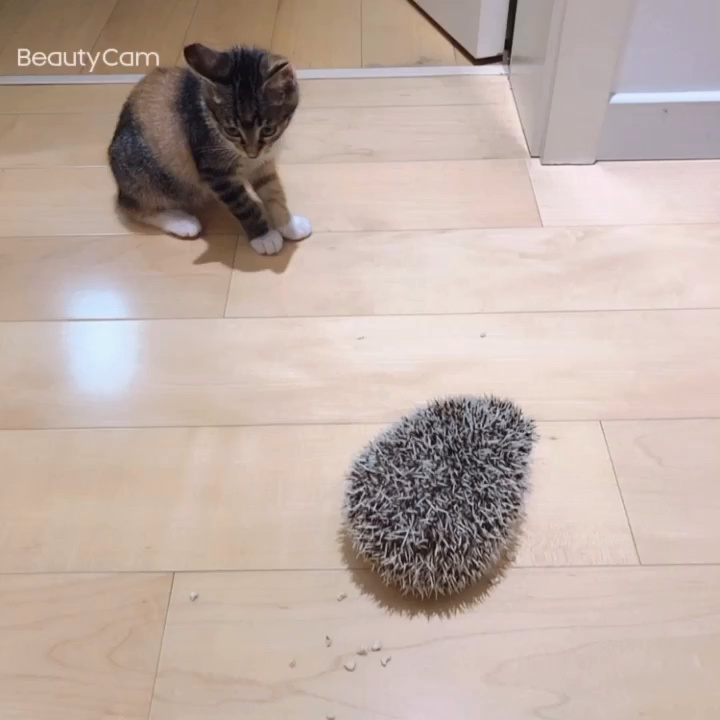 刺猬猫阅读插画区在哪_刺猬猫阅读破解版无限书币_刺猬猫阅读