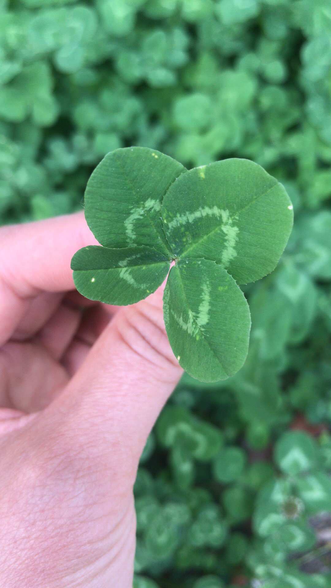 幸运草四叶草花图片_幸运草四叶草什么意思_四叶幸运草
