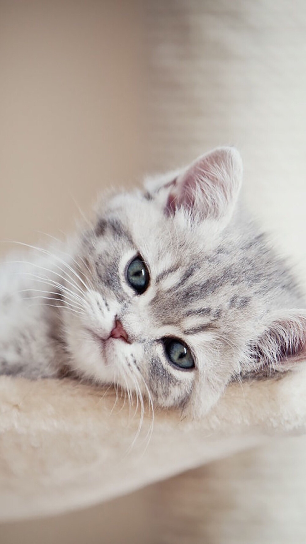 猫咪官方app_猫咪官方app_猫咪官方app
