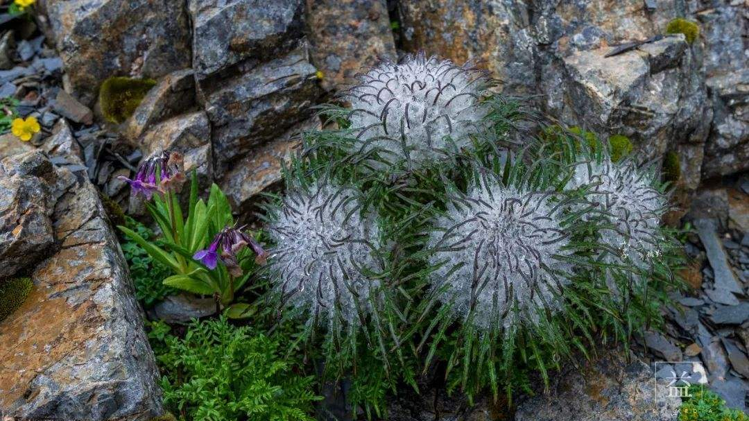 海拉鲁草_海拉鲁草_海拉鲁草