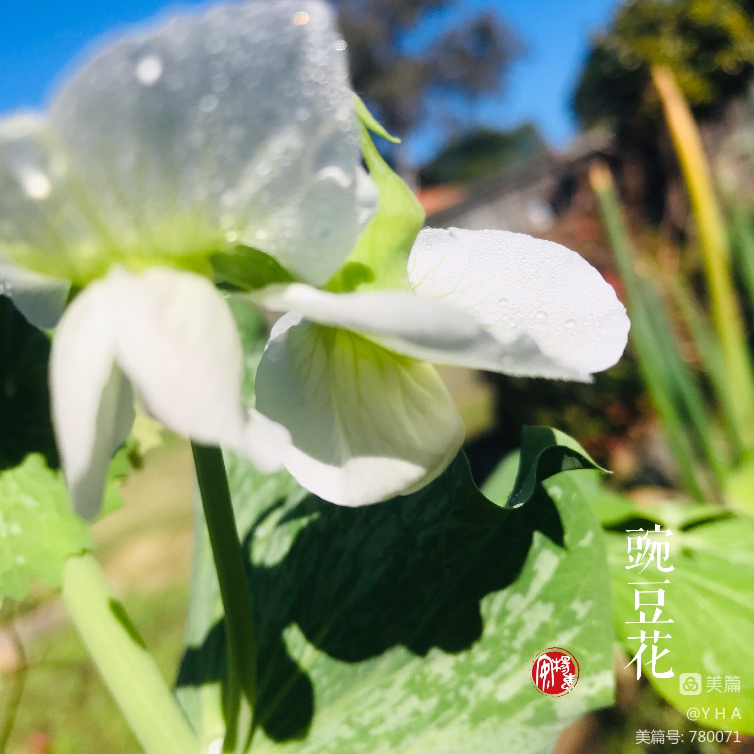 素手书生和李莲花什么关系_素手_素手折枝