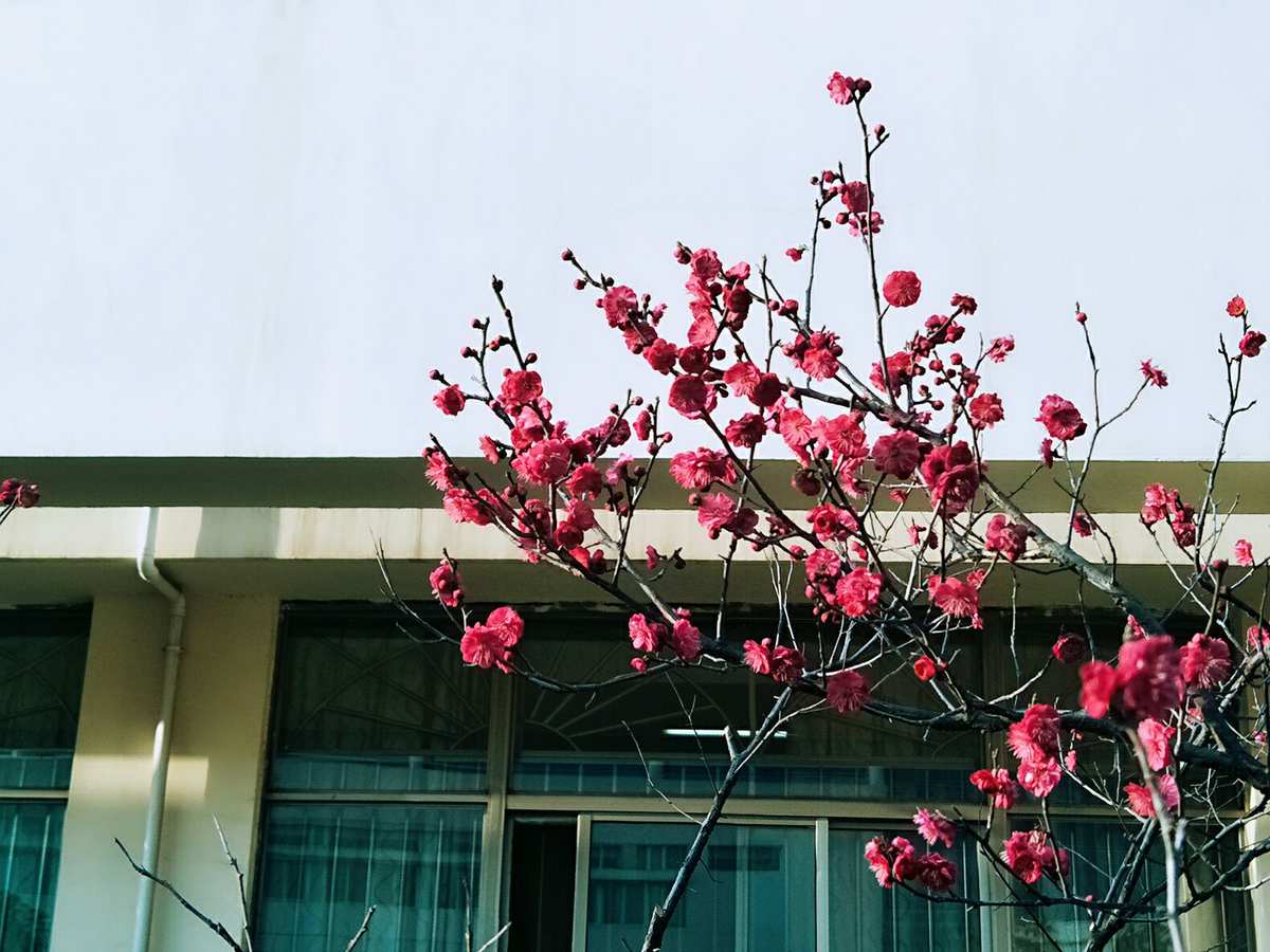 梅花视频app软件下载免费安装_梅花视频app软件下载免费安装_梅花视频app软件下载免费安装