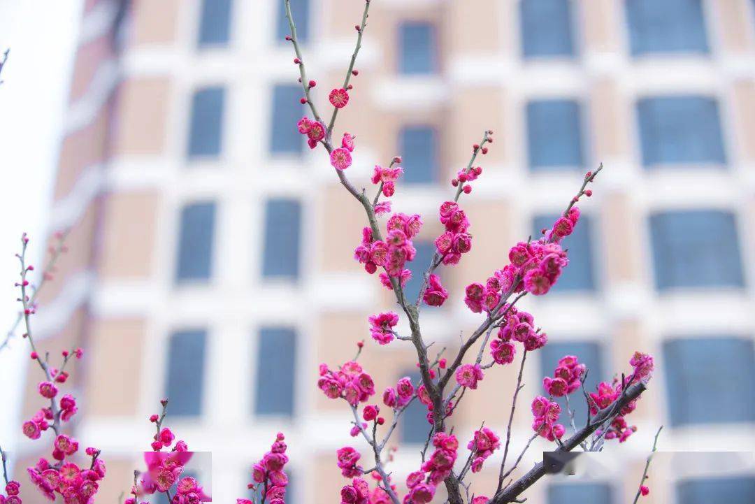 梅花视频app软件下载免费安装_梅花视频app软件下载免费安装_梅花视频app软件下载免费安装