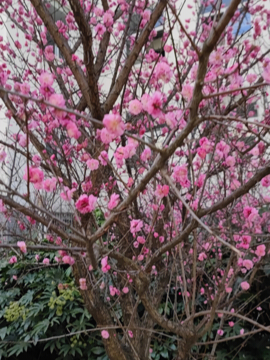 梅花视频app软件下载免费安装_梅花视频app软件下载免费安装_梅花视频app软件下载免费安装