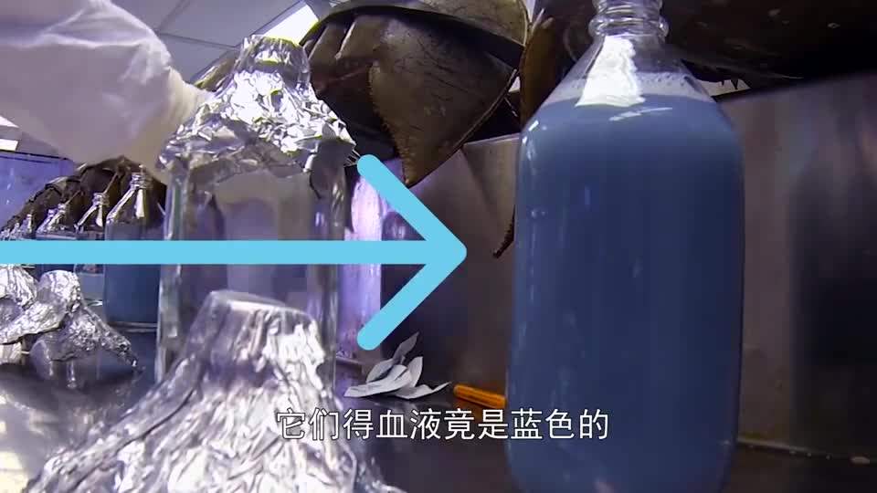 蓝倒吊鱼图片_蓝倒吊鱼_蓝倒吊