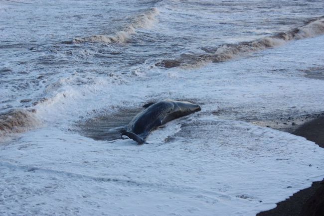 死亡搁浅英文名_死亡搁浅英文经典台词_死亡搁浅英语
