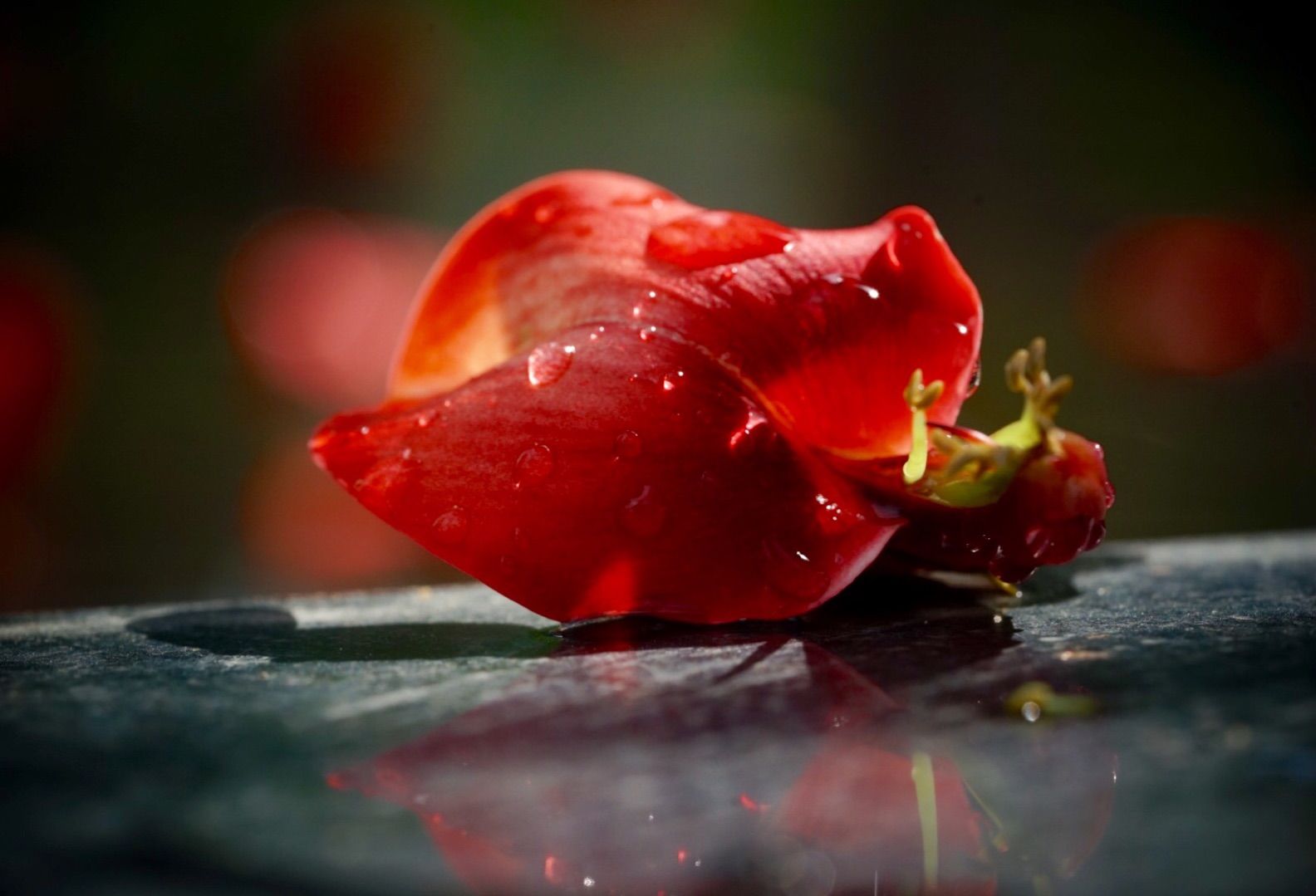 布布花_布布花技能搭配_布布花怎么打冰塞克