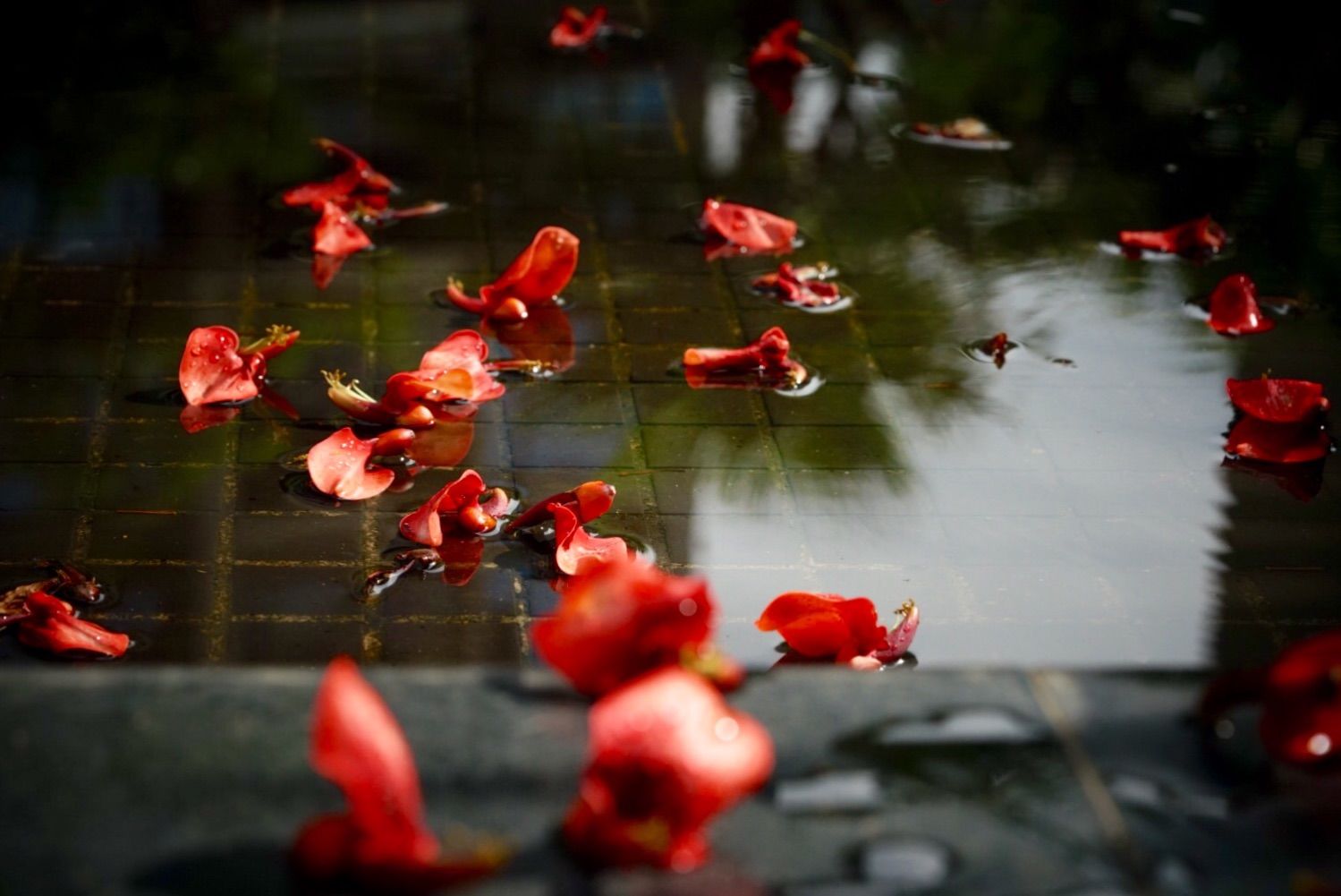 布布花技能搭配_布布花_布布花怎么打冰塞克