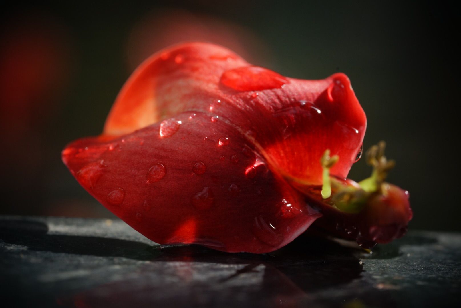 布布花_布布花技能搭配_布布花怎么打冰塞克