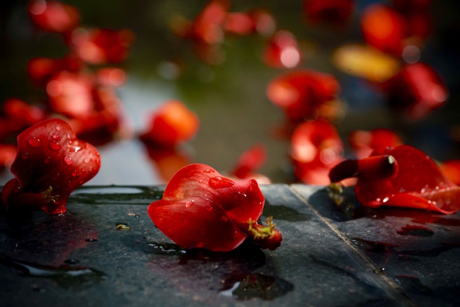 布布花_布布花怎么打冰塞克_布布花技能搭配