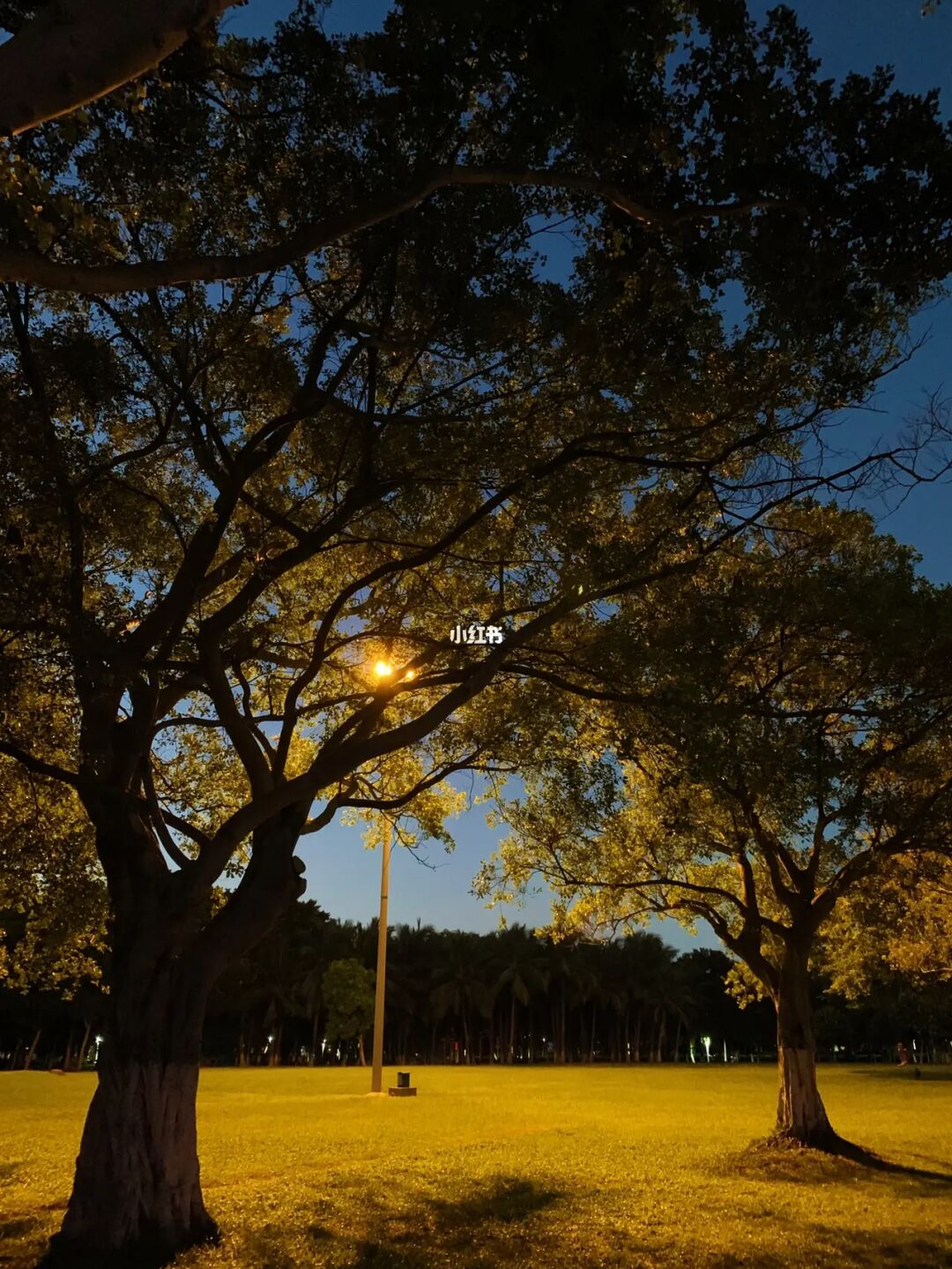双树婆娑_双树双建_双树