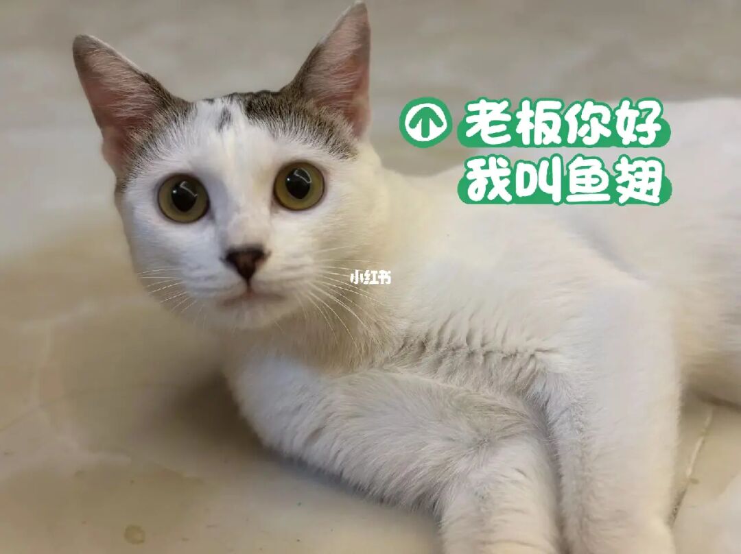 招聘猫_招聘猫上找工作可靠吗_招聘猫怎么发布招聘信息