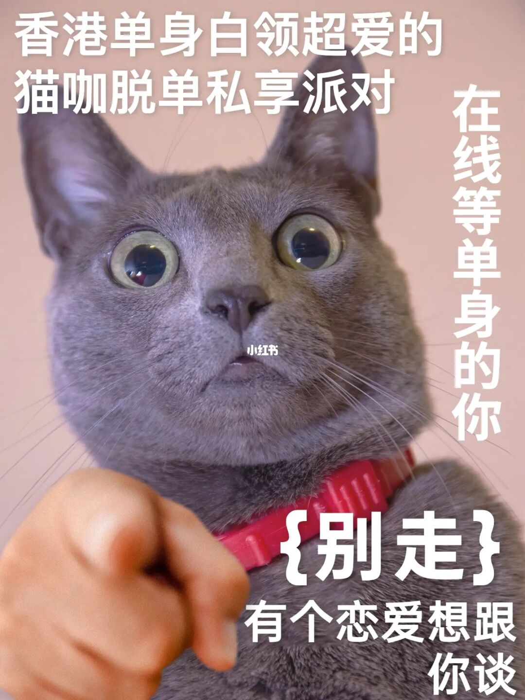 招聘猫怎么发布招聘信息_招聘猫_招聘猫上找工作可靠吗