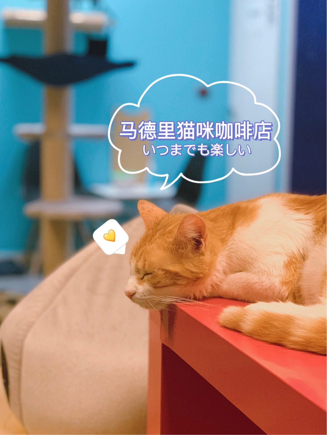 招聘猫怎么发布招聘信息_招聘猫上找工作可靠吗_招聘猫