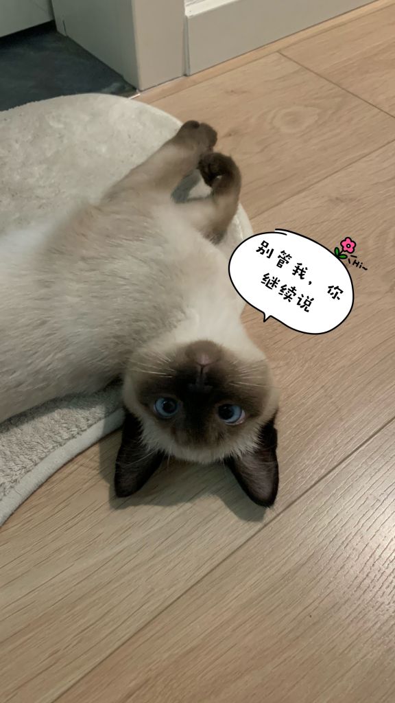 逻辑猫和暹罗猫_逻辑猫_逻辑猫和暹罗猫怎么读