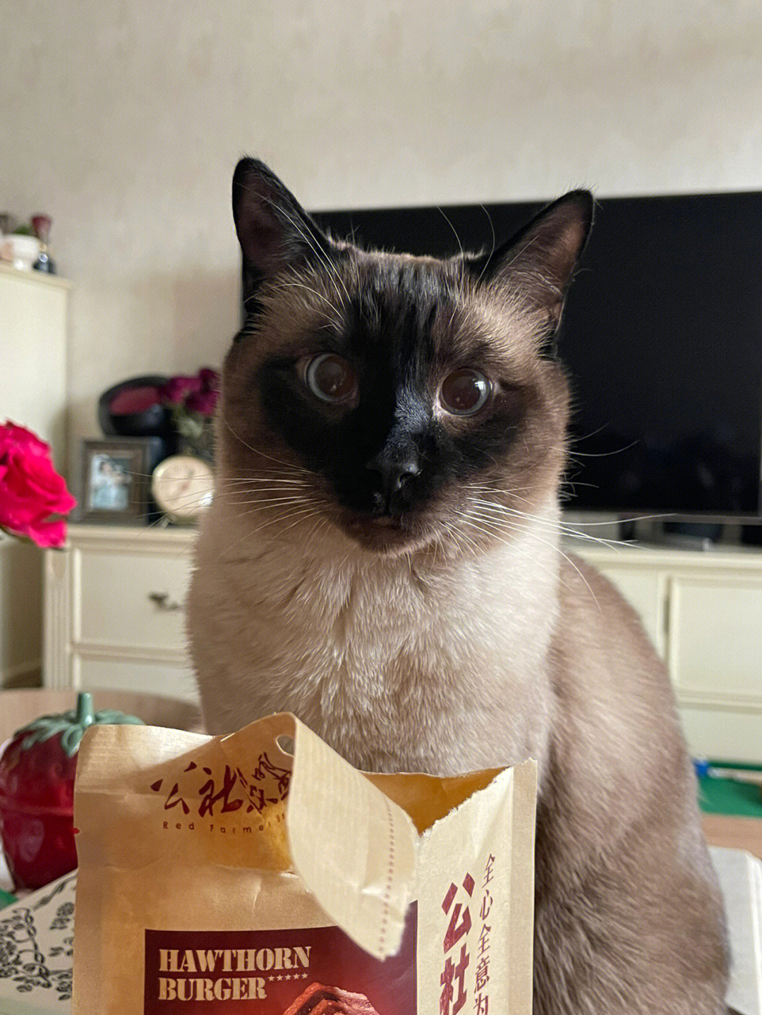 逻辑猫_逻辑猫和暹罗猫怎么读_逻辑猫和暹罗猫