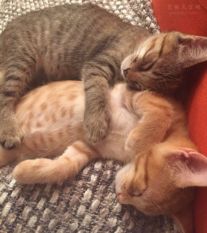 猫咪官方官网_猫咪官方官网_猫咪官方官网