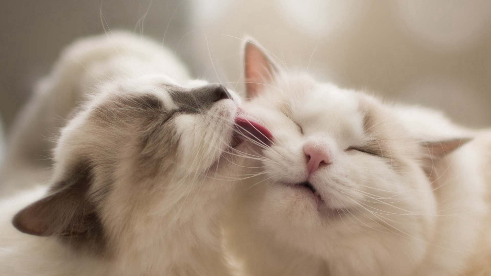 猫咪官方官网_猫咪官方官网_猫咪官方官网