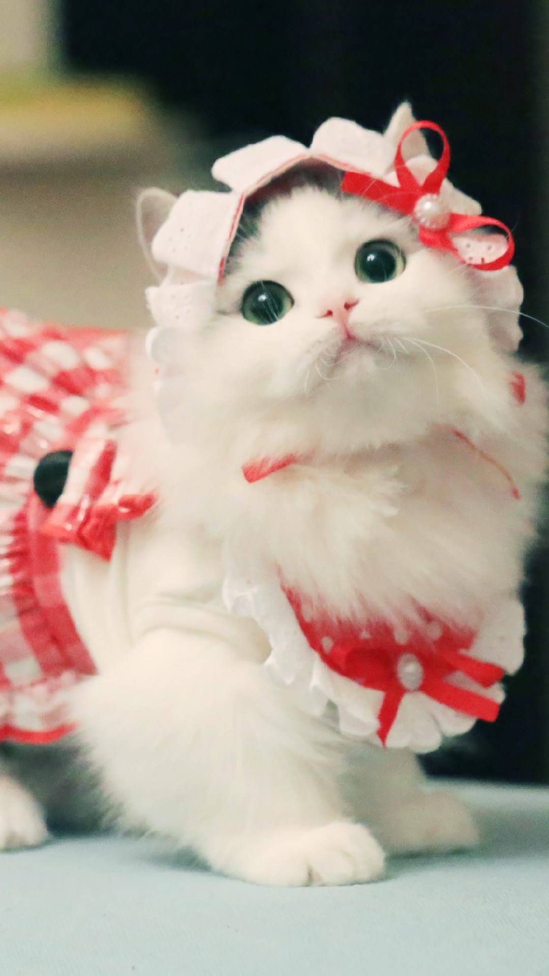 猫咪官方官网_猫咪官方官网_猫咪官方官网
