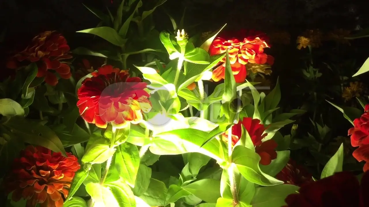 在夜晚开花_夜晚花开的经典句子_美好的夜晚从打开花季开始