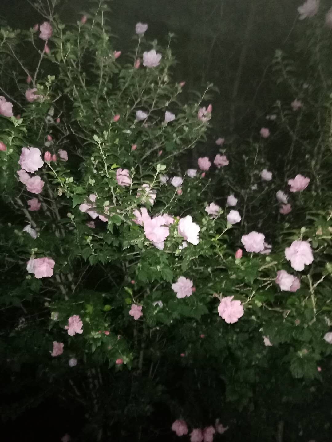 在夜晚开花_美好的夜晚从打开花季开始_夜晚花开的经典句子