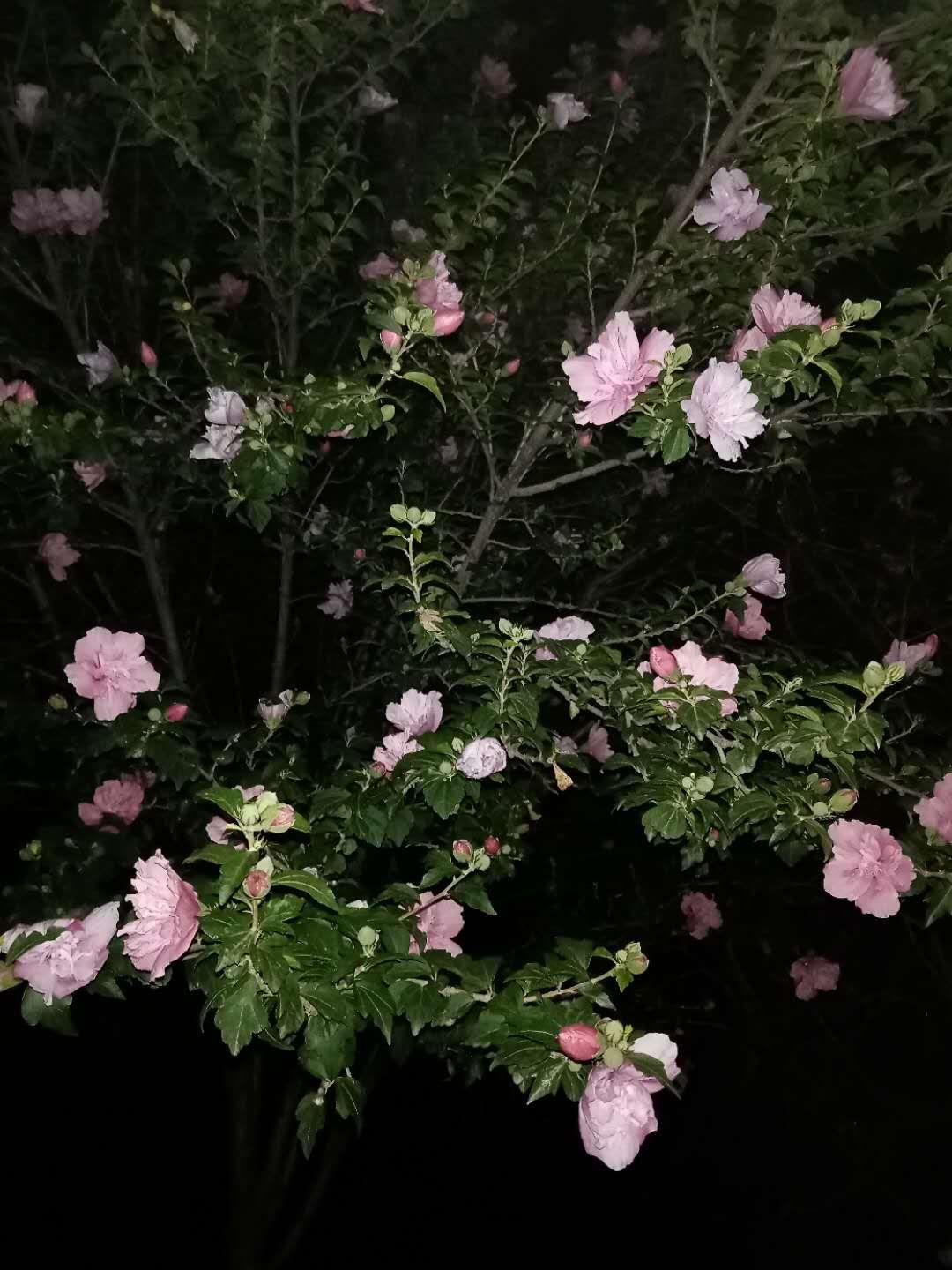 夜晚花开的经典句子_在夜晚开花_美好的夜晚从打开花季开始