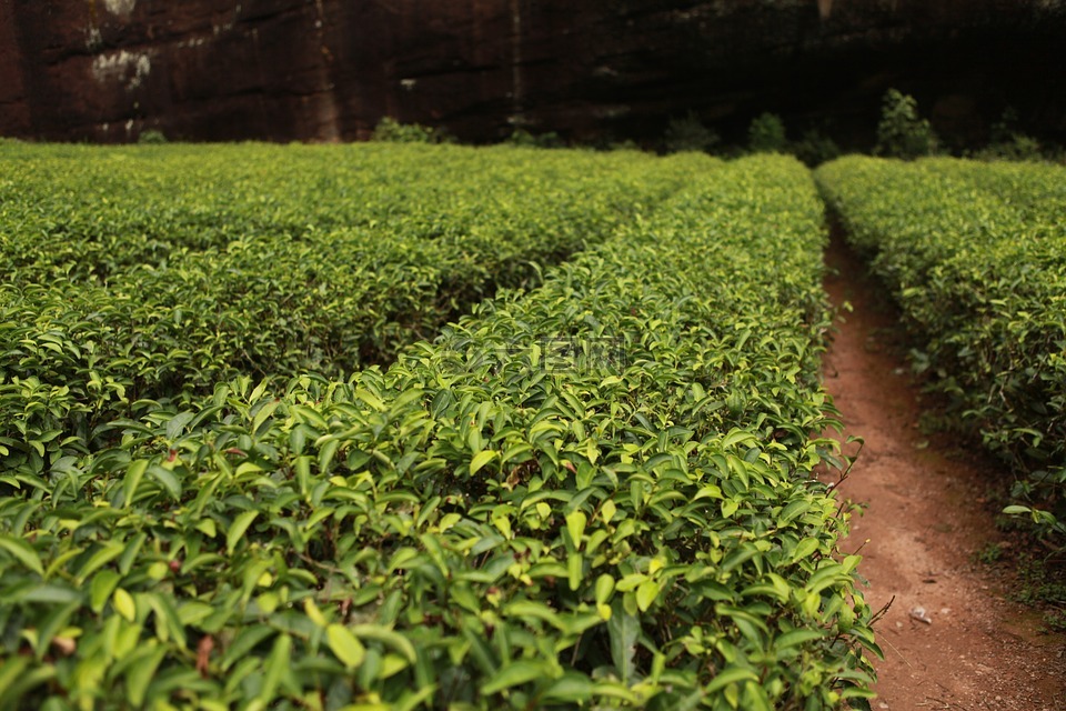 茶苑游戏大厅官方网站_手机版游戏茶苑下载_茶苑游戏大厅手机版