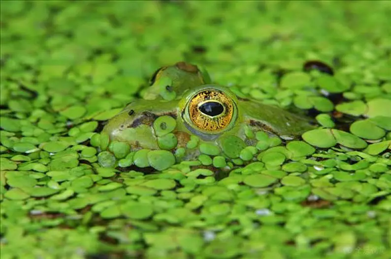 苹果手机游戏养青蛙游戏_苹果手机游戏养青蛙游戏_苹果手机游戏养青蛙游戏