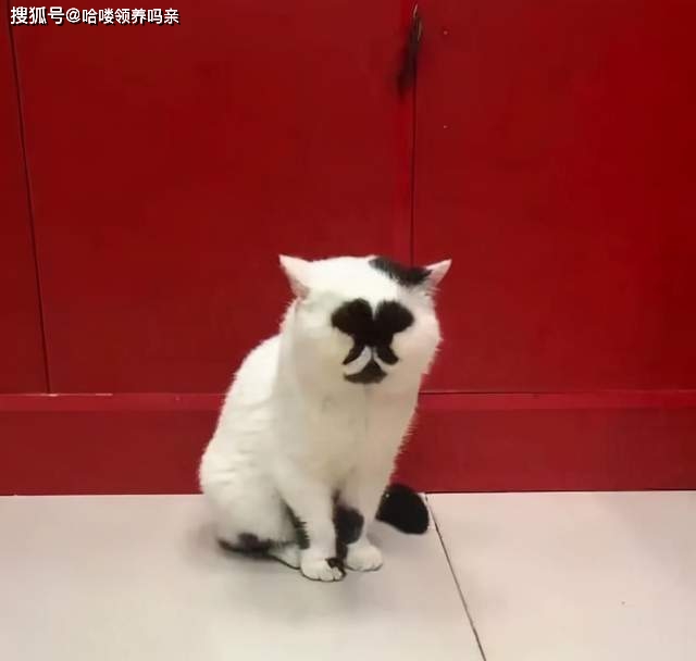 奇奇怪怪整容液解读_奇奇怪怪整容液恐怖吗_奇奇怪怪整容液
