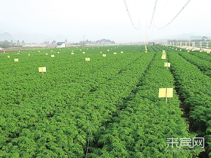 金坷垃广告原版_金坷垃全部广告_金坷垃原版广告词