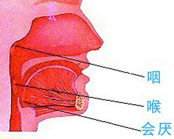 《欢乐好声音》_动画电影《欢乐好声音》_欢乐好声音