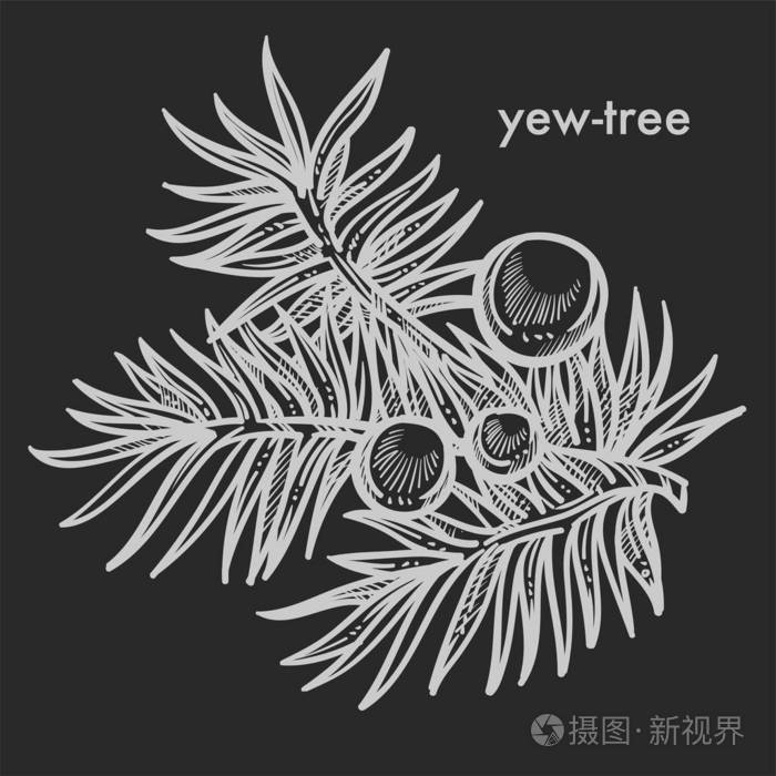 月桂树是由哪一位仙女变的_月桂树_月桂树的寓意和象征