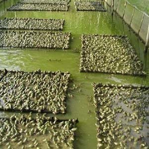 青蛙游戏手机_青蛙游戏手机_青蛙游戏手机
