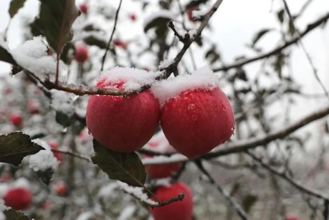 苹果手机玩白雪公主游戏_白雪公主苹果玩手机游戏怎么样_白雪公主吃苹果的游戏
