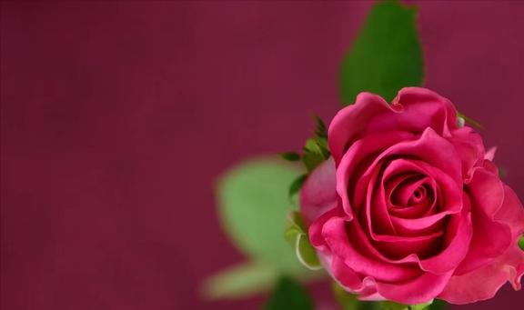 樱花萌放_樱花萌放为什么叫樱花摸鱼_樱花萌放是全年龄吗