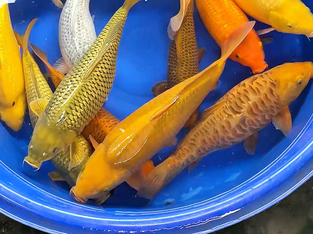 银鳞胸甲蓝色品质五金一件-银鳞胸甲：蓝色品质，五金一件，提升
