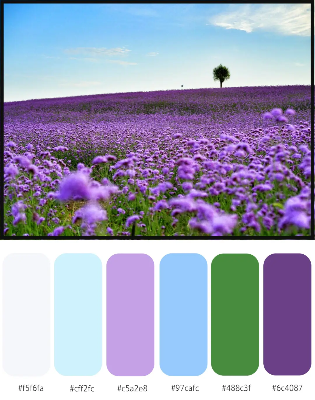 花泽樱_花泽樱_花泽樱