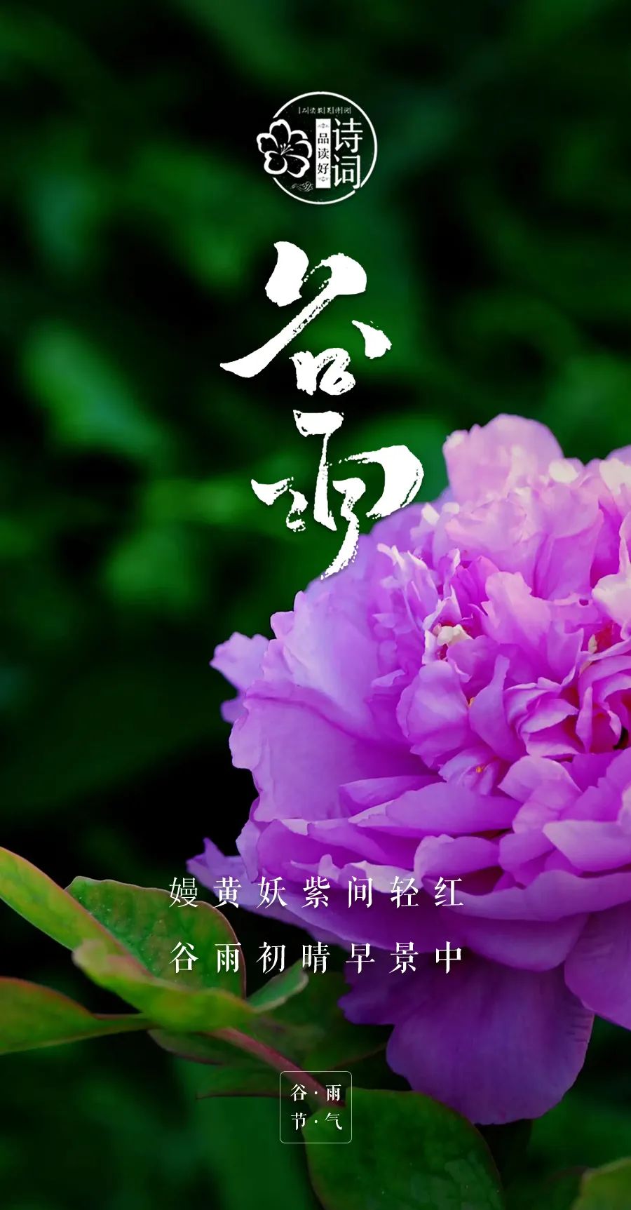 谷雨由来_谷雨来自什么的说法_谷雨的来厉