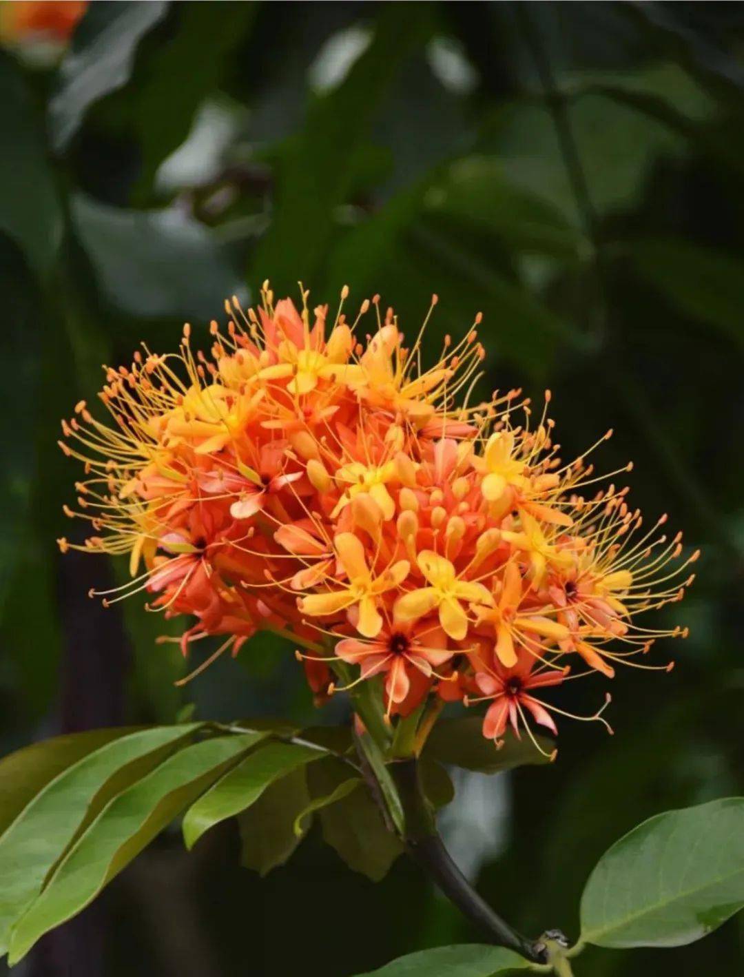 藤宫樱花_藤蔓樱花_藤樱霞花