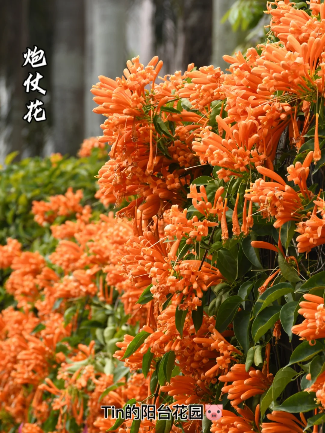 藤樱霞花_藤宫樱花_藤蔓樱花
