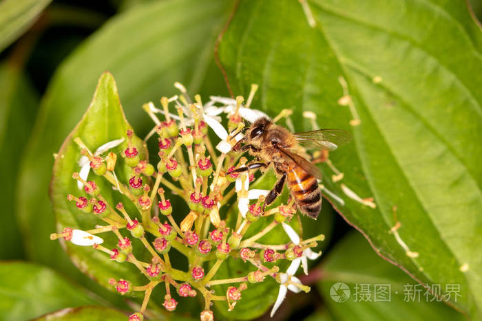 蜜蜂树新英语怎么说_蜜蜂树新蜜蜂_树新蜜蜂