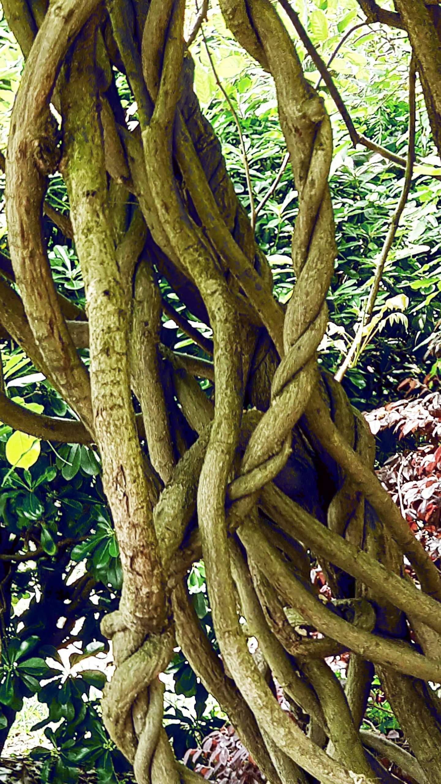 老石_老石在哪里兑换_老石采集点