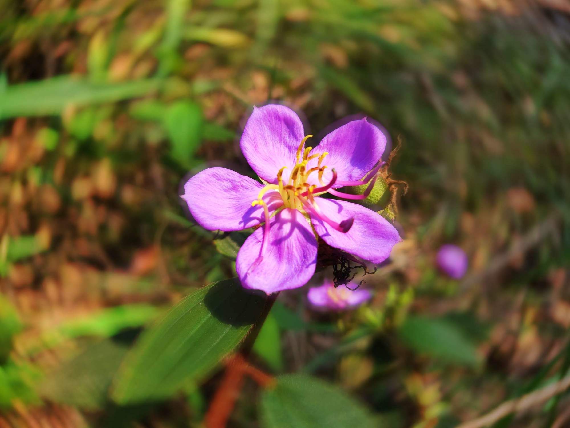 漠尚花开_漠上花开_花开陌上啥意思