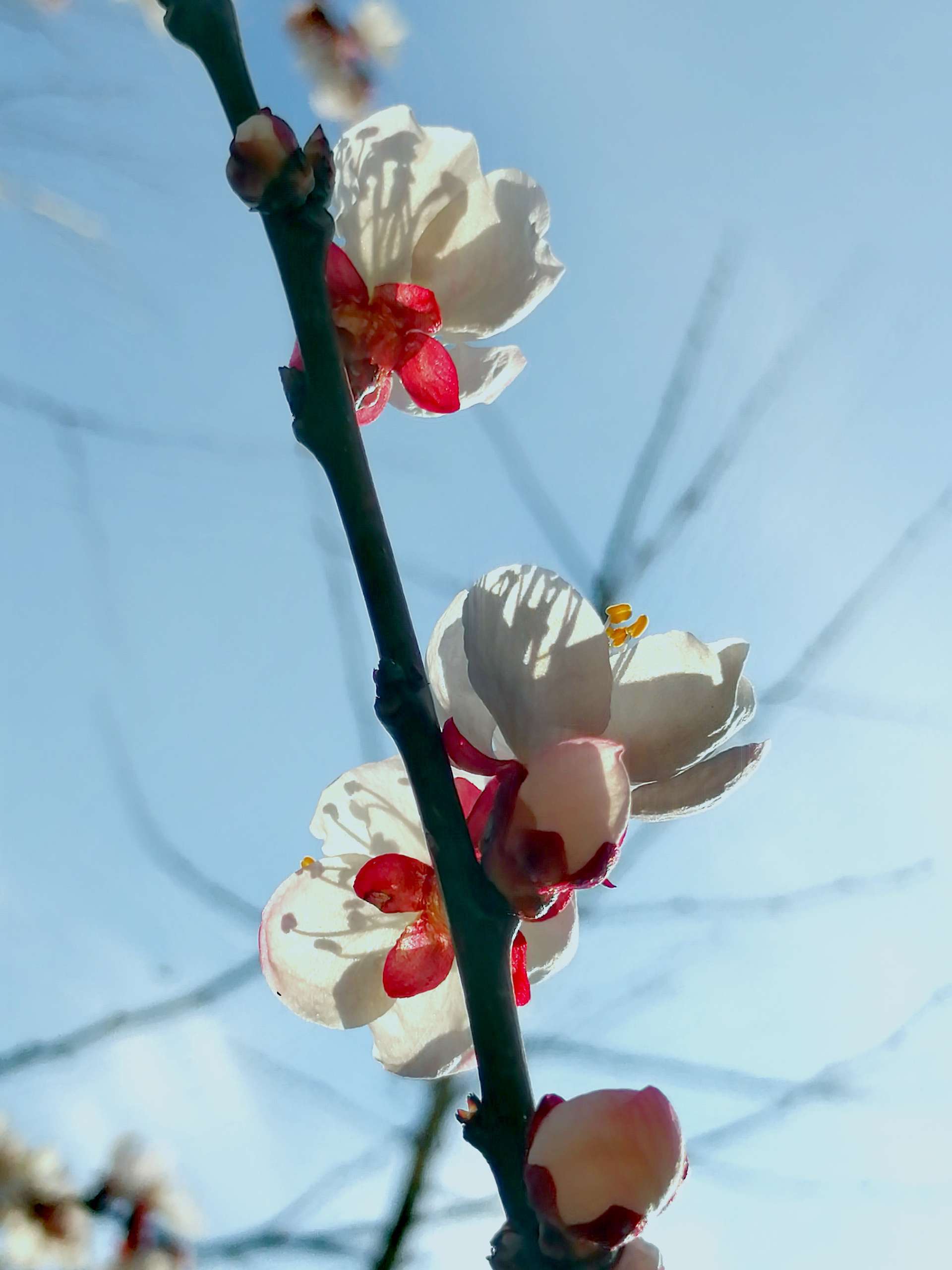 漠上花开_漠尚花开_花开陌上啥意思