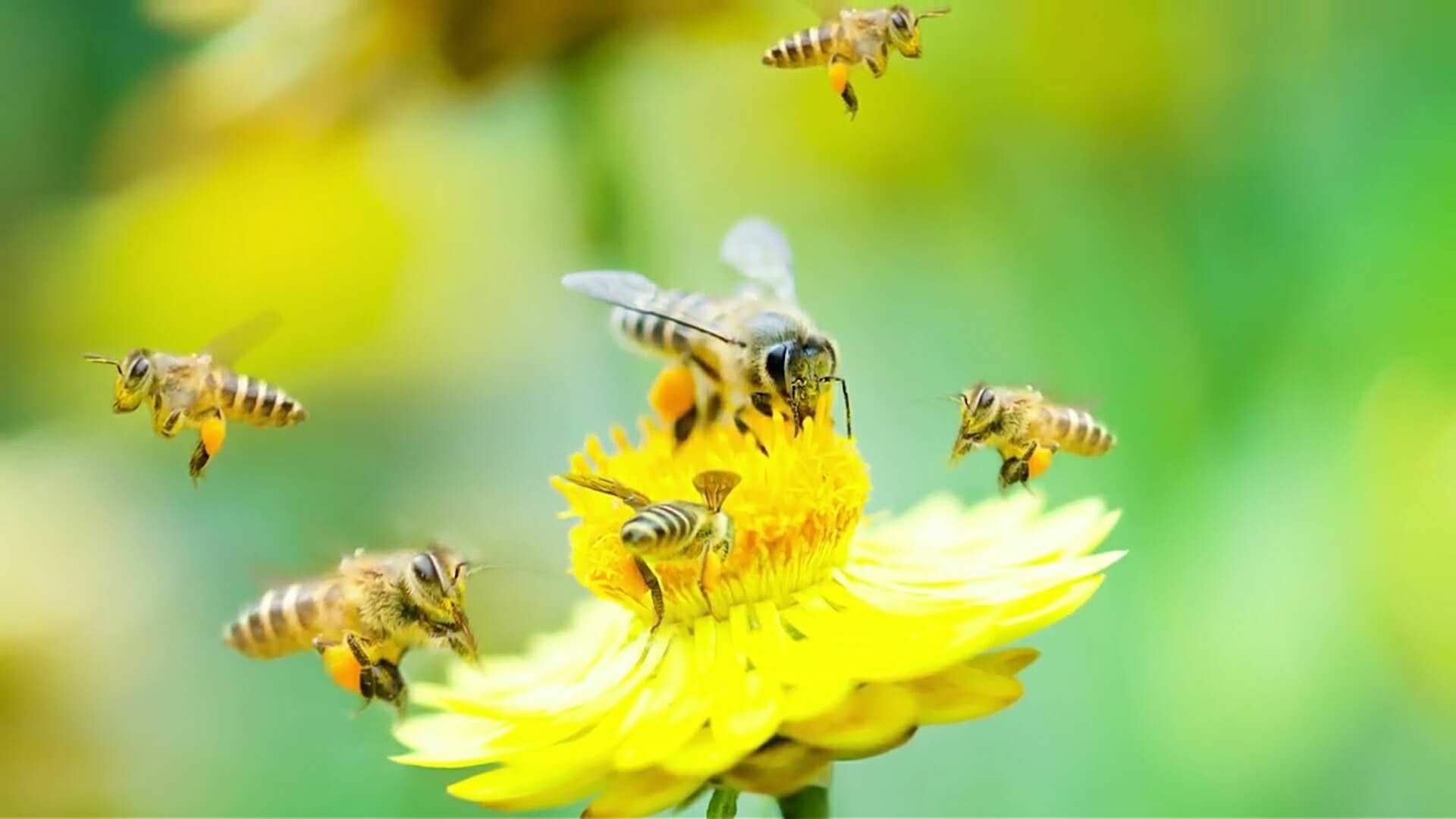 探蜜约会的骗局_探蜜_探蜜约会软件是真的吗