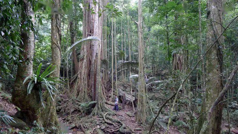 和巴纳巴斯交谈_巴纳巴斯_巴纳巴斯原神