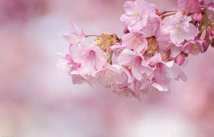 樱花城堡图片_樱花城堡_迪士尼樱花城堡