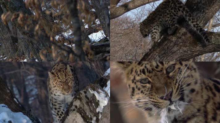 猎豹清理大师免费版_猎豹清理大师极速版2023_猎豹清理大师